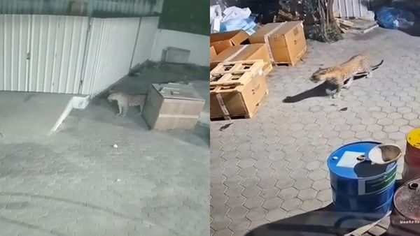 கோயம்புத்தூரில் ஊருக்குள்ளேயே சிறுத்தை.. இருகூரில் இருட்டில் எதேச்சையாக பார்த்தால்.. மிரண்ட ஓனர்