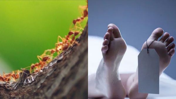 Myrmecophobia: எறும்புகளை கண்டாலே பயம்! 3 வயது குழந்தையை தவிக்க விட்டு பெண் தற்கொலை