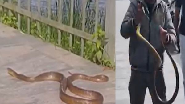 மஞ்சள் கலரில் 7 அடி நீளத்தில் கொடைக்கானலில் சாரைப்பாம்பு.. ஸ்லோ மோஷனில் போனதுமே.. அலறிய திண்டுக்கல்