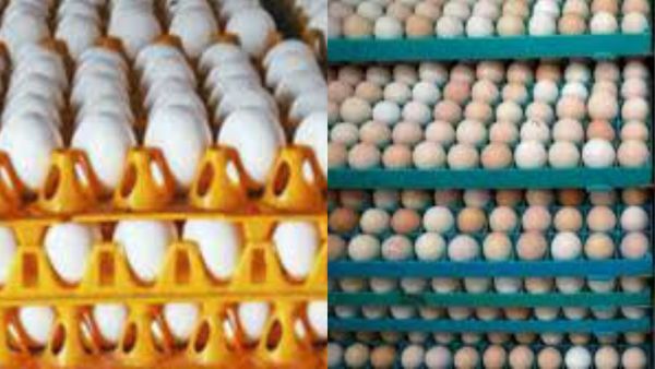 Omelette: தங்கம் விலை கூட குறையுது! இந்த முட்டை ரேட் மட்டும் ஏறிகிட்டே இருக்கு! இனி ஆஃப் பாயிலுக்கு ஆப்பு!