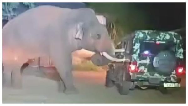 சட்டென மோதிய வனத்துறை ஜீப்.. அச்சச்சோ பாகுபலி யானைக்கு என்ன ஆச்சு