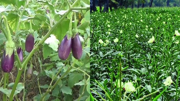 PMFBY.. 8231 கட்டினால்.. 1.64 லட்சம் வரை கிடைக்கும்.. செங்கல்பட்டு விவசாயிகளுக்கு முக்கிய அறிவிப்பு