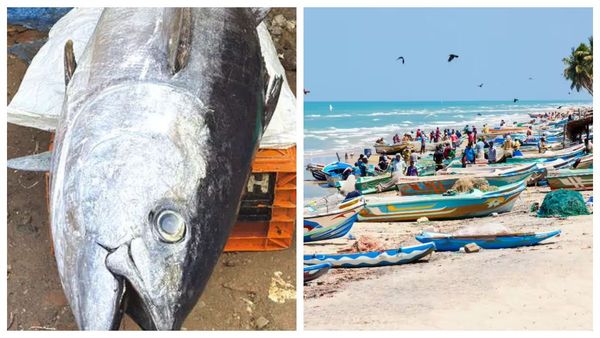 ராமநாதபுரத்தில் வலையில் சிக்கிய 112 கிலோ அதிசயம்.. மீனவர்கள் செம்ம குஷி