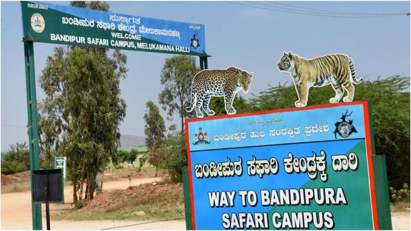 ஆட்கொல்லி புலி! பலியாகும் மனித உயிர்கள்! பந்திப்பூர் வனப்பகுதியில் சஃபாரி, மலையேற்றத்திற்கு தடை