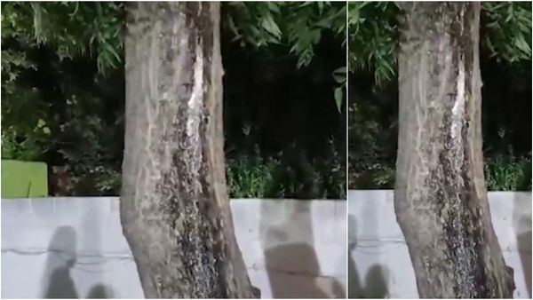 சாத்தான்குளம் அருகே.. மாதா கோயில் வளாகத்தில் வேப்ப மரத்தில் நடந்த அதிசயம்! மெய்சிலிர்த்த பக்தர்கள்