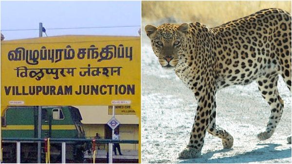 பதுங்கி பாய்ந்த சிறுத்தை.. விரைத்து நிற்கும் விழுப்புரம்! தேடுதல் வேட்டையில் வனத்துறையினர் தீவிரம்