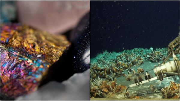 ஆழ்கடலில் தங்க புதையல்.. அதிர்ச்சியில் உறைந்த விஞ்ஞானிகள்! இது புதுசா இருக்கே!