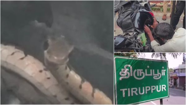 திகைத்து நின்ற திருப்பூர்! பைக்கில் புகுந்த கொம்பேறி மூக்கன்.. உஷார் மக்களே!