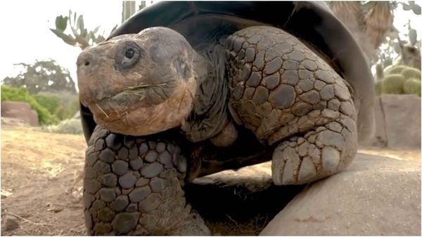 2 உலக போர்களை பார்த்தாச்சு.. 141 ஆண்டுகள் உயிர் வாழ்ந்த அரிய ஆமைக்கு திடீரென நேர்ந்த சோகம்!