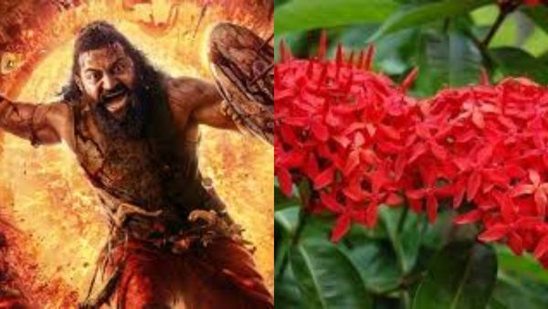 Kantara Chapter 1: காந்தாராவில் காட்டப்பட்ட இட்லி பூ! மன்னர்கள் பயன்படுத்திய பூவின் சிறப்புகள் என்ன?