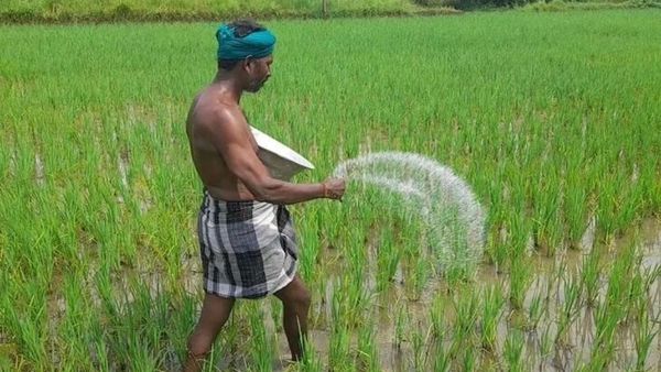 விவசாயிகளுக்கு முக்கிய செய்தி..சம்பா நெற்பயிர்க் காப்பீட்டு காலவரம்பு நீட்டிப்பு! உடனே இதை பண்ணுங்க!