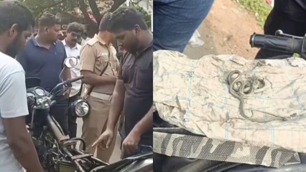 உடுமலையில் குபீர்னு வந்த வால்.. பைக் பெட்ரோல் டேங்கில் கொம்பேறி மூக்கன்.. திருப்பூரில் நம்பவே முடியல