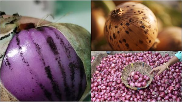 வெங்காயத்தை சுற்றி கருப்பு கலர்.. அதை பயன்படுத்துவது பாதுகாப்பானதா? 99% பேருக்கு தெரியாத உண்மை