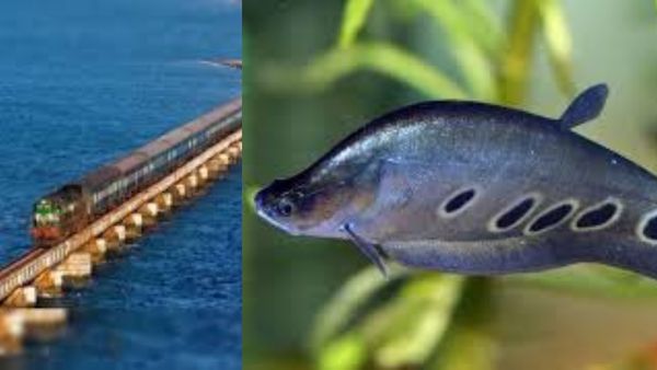 Knife fish: ராமேஸ்வரம் மீனவர் வலையில் கத்தி மீன்! உடம்பு பூரா முள்ளு! ஆனாலும் கிலோ எவ்வளவு தெரியுமா?