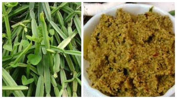 Pirandi Thuvaiyal: ஆரோக்கியம் நிறைந்த பிரண்டை துவையல்.. இப்படி சமைத்து பாருங்க.. டேஸ்ட் அள்ளும்