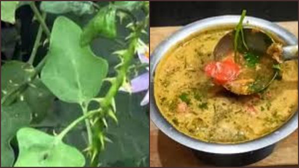 Thoothuvalai Rasam: மழைக்காலம்! சளி பிடிச்சா தூதுவளை போட்டு ரசம் வச்சி சாப்பிடுங்க! கப்புனு நின்னுடும்!