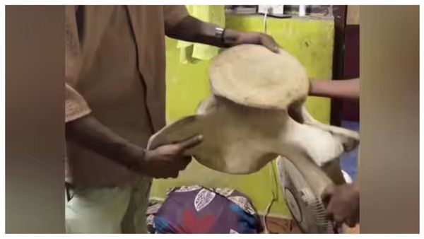 மகாபலிபுரத்தில் அந்த திமிங்கலத்தை பார்த்தீங்களா? அதென்ன எலும்பா? வீடியோவை பார்த்து ஆடிப்போன மக்கள்