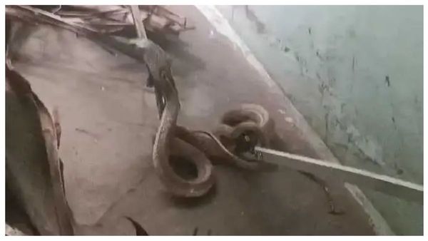 ஆம்பூரில் முனியம்மா வீட்டில் கோதுமை நாகப்பாம்பு.. 3 நாளாய் சுற்றி வந்து.. ஆடிப் போன திருப்பத்தூர்