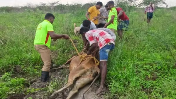 குட்டை சகதியில் சினைப்பசு மாடு உயிருடன் எழுந்து வந்து! நெகிழ்ந்த தூத்துக்குடி.. உயிர்காத்த ஹீரோக்கள்