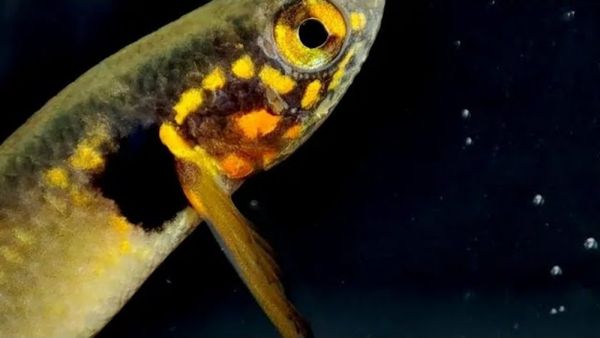 விவசாய குளத்தில் 7 பொக்கிஷம்.. 20 வருடங்களுக்கு பிறகு 