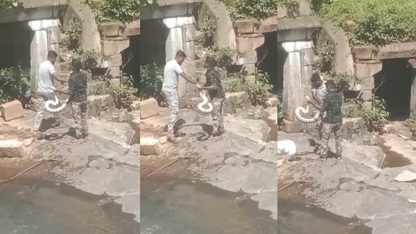 வெள்ளையான நிறத்தில் குற்றாலம் மெயின் அருவியில் மலைப்பாம்பு! கிட்ட பார்த்தால்? ஆடிப்போன தென்காசி