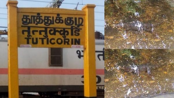 தூத்துக்குடியை அலறவிட்ட 5 அடி முதலை.. ஏரல் வாய்க்காலில் தோன்றியதுமே.. அதிர்ச்சி வீடியோ நிஜமா?