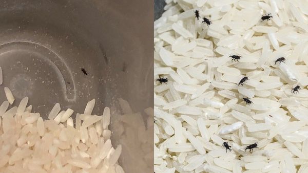 Black Bugs in Rice: அரிசியில் வண்டு வைக்காமல் இருக்க என்ன செய்ய வேண்டும்?
