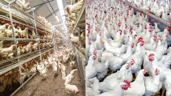 ஜனவரி ஒன்று முதல் சிக்கன் விலையும் உயரப்போகுது? கறிக்கோழி உற்பத்தியாளர்கள் சொல்வது என்ன?