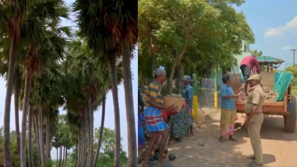 சாதனை.. இந்தியாவின் பாதி பனை மரங்கள் தமிழ்நாட்டில்தான் உள்ளன.. ஒரே மாதத்தில் 2.24 கோடி பனை நடவு