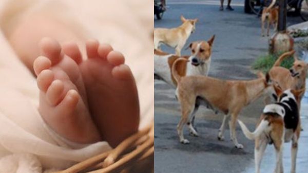 கைவிட்ட பெற்றோர்.. அரணாக நின்ற தெருநாய்கள்! இரவு முழுக்க பச்சிளம் குழந்தைக்கு பாதுகாப்பு! நெகிழ்ச்சி