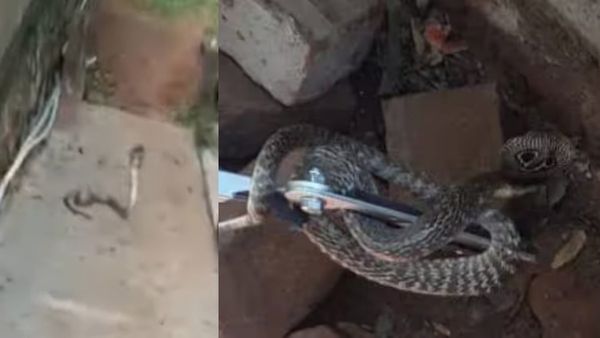 தென்காசியில் பார்வதி வீட்டில் நல்ல பாம்பு.. 