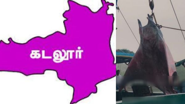திருக்கை மீன் 1 டன் எடையில் கடலூர் கடலில் சிக்கியதுமே.. ராட்சத மீனை கிட்டப் பார்த்தால் ஒரே ஆச்சரியம்