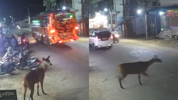 அதிசய காட்சி தூத்துக்குடியில்.. கீதா காபி கடையில் தோன்றிய கடமான்.. சாலையில் ஓடிய தருணம்.. பாருங்க