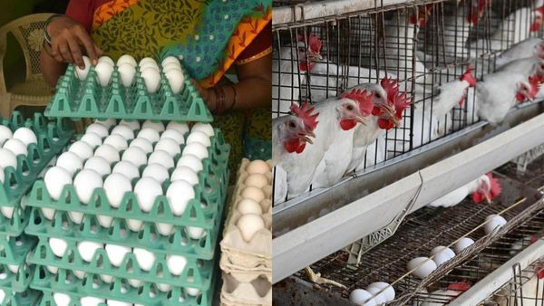 Egg Rate: 40 ஆண்டுகளில் இல்லாத புதிய உச்சம்.. தமிழகத்தில் ரூ. 8ஐ தொடும் முட்டை விலை.. அதிர்ச்சியில் பொதுமக்கள்