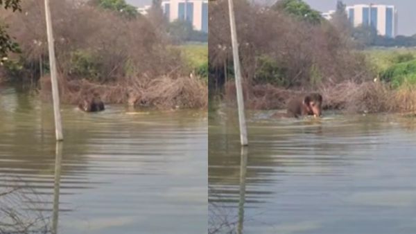 கோவை சரவணம்பட்டி ஐடி பார்க்கில் புகுந்த காட்டு யானைகள், குட்டையில் குட்டிகளுடன் ஜாலியாக கும்மாளம்