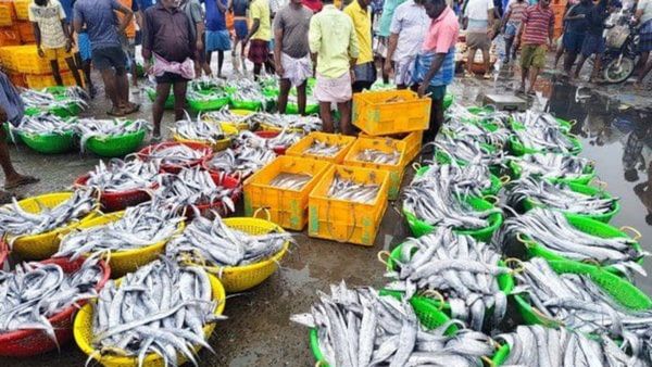 கூடை கூடையாய் ராமேஸ்வரத்தில் மீன்கள்.. கடலில் குதூகலம்! கரையில் கொஞ்ச நேரத்தில் மாறியது காட்சி.. ஏன்