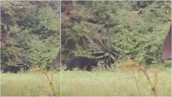 வௌவௌத்துப்போன வேலூர்! ஊருக்குள் புகுந்த உருவத்தால்.. தெறித்து ஓடிய மக்கள்!