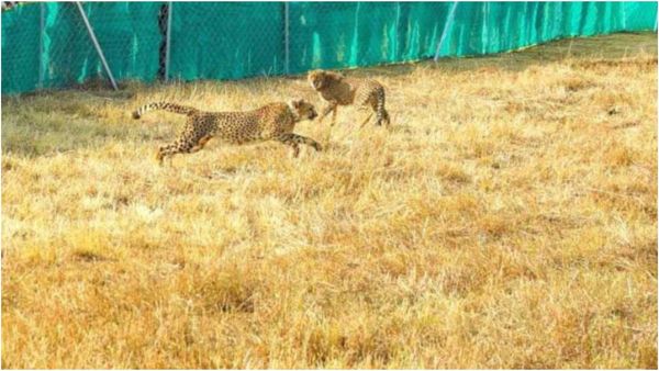 குனோ தேசிய பூங்காவில்.. அடுத்தடுத்து உயிரிழந்த 2 சிவிங்கிப்புலி குட்டிகள்! ஷாக் சம்பவம்