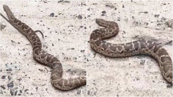 தாம்பரம் தனியார் நிறுவனத்திற்குள் மலைப் பாம்பு.. விரைந்த தீயணைப்பு படை