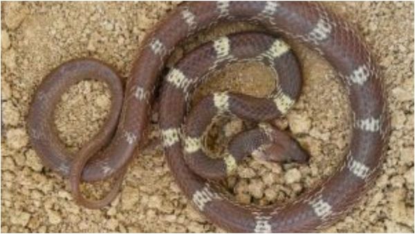 காணாமல் போகும் சென்னை பாம்புகள்! லயோலா கல்லூரி ஆய்வில்.. வெளியான ஷாக் தகவல்!