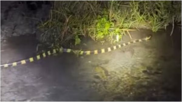 கொடூர விஷம் கொண்ட பாம்பு.. இந்தியாவில் இதை பார்ப்பதே ரொம்ப ரேர்! வெளியான ஷாக் வீடியோ!