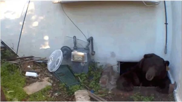 அதென்ன பூனை குட்டியா? 250 கிலோவில்.. வீட்டின் பேஸ்மென்ட்டில் வளர்ந்த மிருகம்! ஆடிப்போன ஹவுஸ் ஓனர்