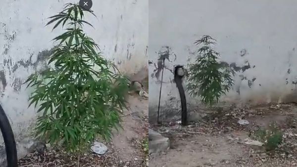 சென்னை ஸ்டான்லி மருத்துவமனையில் வளர்ந்திருந்த கஞ்சா செடி.. பார்த்ததுமே ஆடிப்போன அதிகாரிகள்