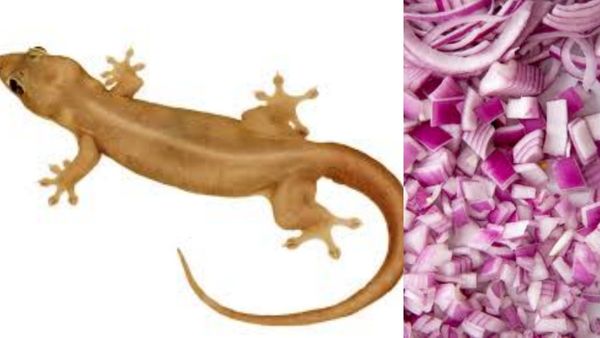 Tips to remove Lizard: கிச்சனில் பல்லி தொல்லை! சாம்பாரில் விழுவதற்கு முன்பு விரட்டுவது எப்படி?