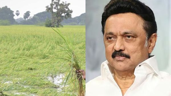 3.60 லட்சம் விவசாயிகள் வயிற்றில் பால் வார்த்த தமிழக அரசு.. கனமழை நிவாரணமாக ரூ.290 கோடி ஒதுக்கீடு!