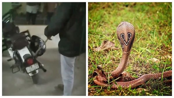 4அடி நல்ல பாம்பையும் விட்டு வைக்காத கோவை குளிர்.. ஹெல்மெட்டுக்குள் புஸ் புஸ் சத்தம்.. இளைஞருக்கு ஷாக்