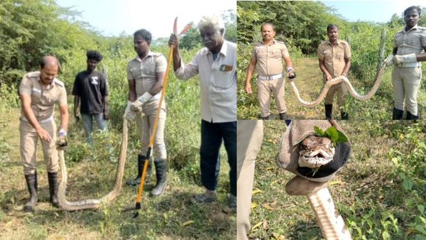 மலைப்பாம்பு 10 அடி நீளம் சிவகங்கையில்.. பாம்பு வாயில் என்ன இருந்தது தெரியுமா? ஆடிப்போன சிங்கம்புணரி