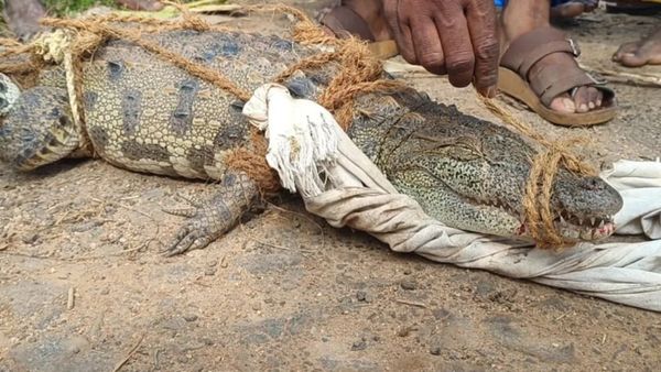 கடலூரில் மீனின் வலையில் 30 கிலோ முதலை குட்டி! கிட்ட பார்த்தால் 5 அடி நீளம்! ஆச்சரியத்தில் சிதம்பரம்