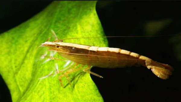 70 ஆண்டுகளுக்கு பிறகு மூங்கில் இறால் உயிருடன் வந்த அதிசயம்! விலகிய மர்மம்.. ஆஹா, நம்ப முடியாத உண்மை