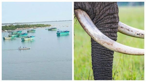 ராமநாதபுரம் டூ இலங்கை.. யானை தந்தம் 4 கிலோ ரூ. 1 கோடியாம்.. வசமாக போலீஸில் சிக்கிய கடத்தல்காரர்கள்